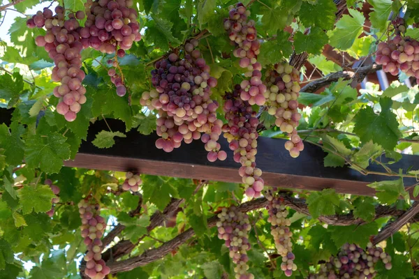 Grape Ripe Pink Skinned Hanging Pergola Background Roditis Grapevine Traditional — Stock Photo, Image