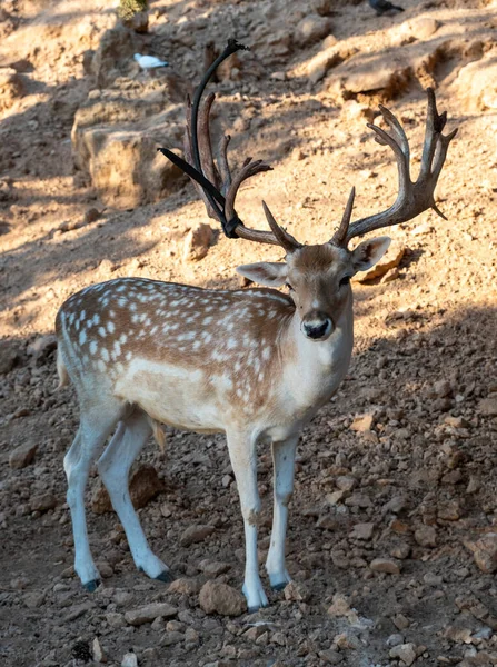 赤い鹿は 乾燥した地面の背景に白いスポット サーヴァスのエラフォスで角を曲げました ギリシャ生息地の野生哺乳類 晴れた日 — ストック写真