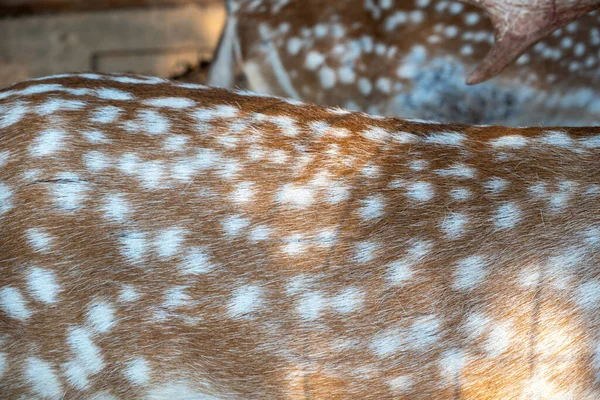 红鹿小鹿皮 有白斑 在希腊自然栖息地的野生哺乳动物天然皮革 阳光充足 — 图库照片