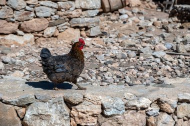 Kayalık arka planda serbest çiftlik tavuğu. Güneşli bir günde köyde gururla yürüyen kahverengi renkli dişi kümes hayvanı. Boşluk