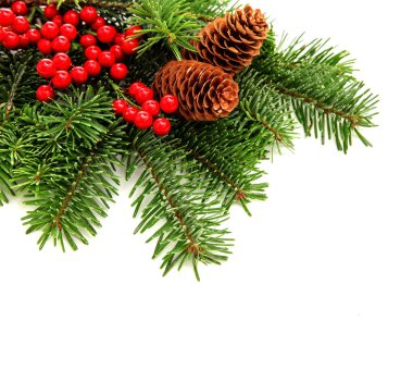 Beyaz arka planda izole edilmiş kırmızı böğürtlen ve koni ile süslenmiş Noel ağacı dalı, tebrik kartı şablonu