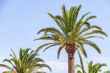 Mavi arka planda palmiye ağaçları yeşil yapraklar. Görüntü altında