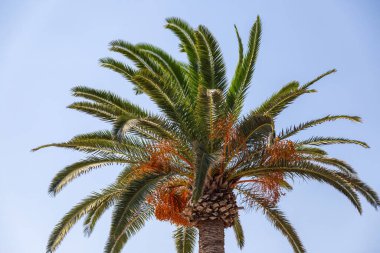 Mavi gökyüzü arka planında palmiye ağacı yeşili yaprak. Görüntü altında