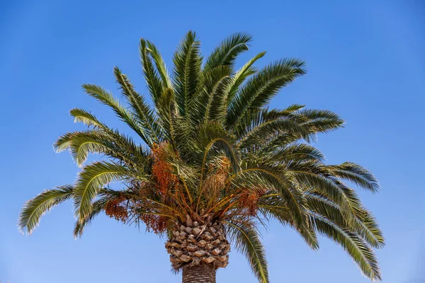 Palm tree green leaf on blue sky background. Under view