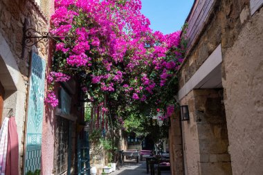 Chania Old Town, Girit adası Yunanistan. Geleneksel Yunan mağazası, çiçek açan pembe bougainvillea bitkisi, mavi gökyüzü arka planı, yaz günü.