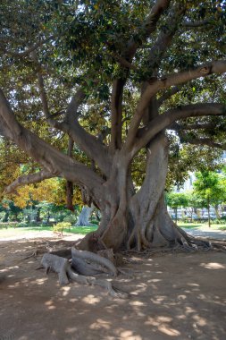 Religiosa Ficus Tree Yunanistan 'daki halk bahçesinde. Etkileyici karmaşık bir gövde, yemyeşil, gölge, güneşli bir gün, doğa geçmişi. Dikey