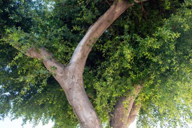 Religiosa Ficus Tree Şubesi Yunanistan 'daki halk parkında. Yeşil yapraklı etkileyici bir bitki, yemyeşil yapraklı, güneşli bir gün. Üst kısım