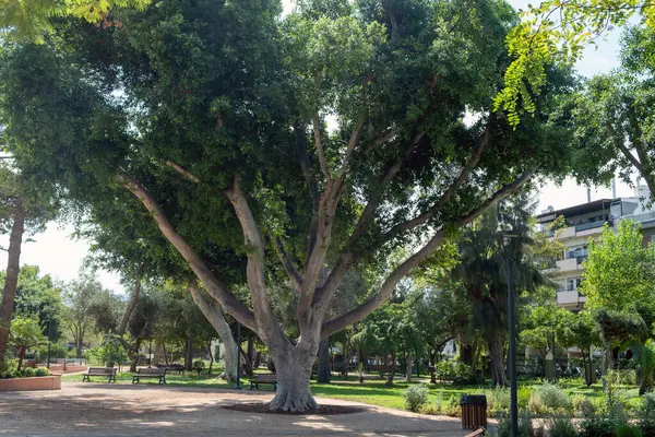 Religiosa Ficus Tree Public Garden Greece Impressive Complicated Trunk Lush — Stock Photo, Image