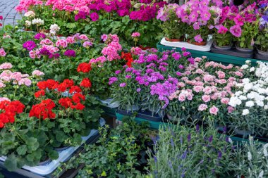 Açık hava piyasası arka plan dokusunda satılık parlak bir çiçek. Çiçek saksısında çiçek açan çeşitli bitkiler, taze mevsimlik çiçekler..