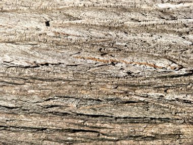 Detaylı arkaplan desenli ağaç gövdesi kahverengi. Tahta pürüzlü yüzey, boş çatlak ağaç derisi, doğal yaşlı gövde, duvar kağıdı. Boşluğu kopyala