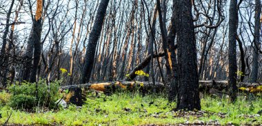 Felaket üstüne hayat. Kömürleşmiş ağaç zeminli yanmış bir orman. Yeni yeşil bitki yangından sonra hayata başlar..