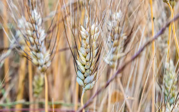 Звичайна Пшениця Золотий Трикутник Aestivum Розмитому Фоні Органічні Стиглі Вівса Стокове Зображення