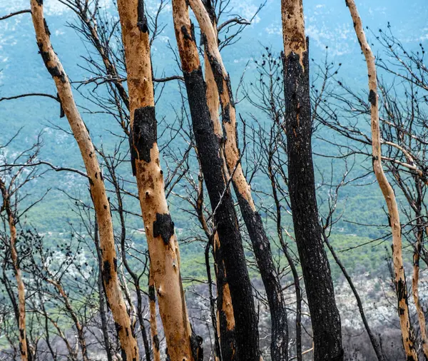 Bosque Quemado Con Árbol Carbonizado Contra Fondo Borroso Árbol Fresco Imagen De Stock