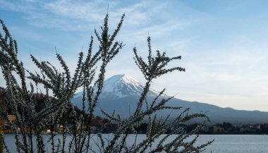 Fuji Dağı ve çiçek açan çiçekler Sprin 'deki Kawaguchiko Gölü' nde.