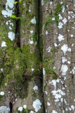 Beyaz nokta, yosun ve akçaağaç kabuğundaki yosun ormandaki arka plan dokusunda. Eski bitkilerin üzerine mantar serp, manzarayı kapat. Dikey