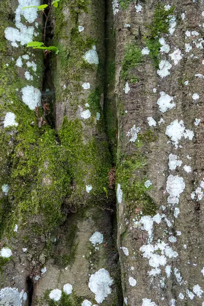 Beyaz nokta, yosun ve akçaağaç kabuğundaki yosun ormandaki arka plan dokusunda. Eski bitkilerin üzerine mantar serp, manzarayı kapat. Dikey