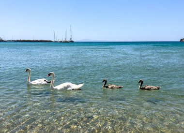 Mutlu kuğular, sakin deniz suyunda yüzerler ebeveynler ve çocuklar güneşli günün tadını çıkarırlar.