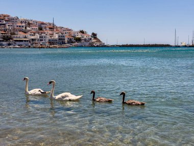 Happy swans family swim on the calm sea water, Parents and kids enjoy the sunny day, Batsi, Andros island Greece clipart