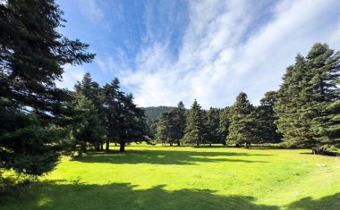 Orman köknar ağaçları arasında dağlarda, mavi bulutlu gökyüzü ve yeşil çimen tarlası, bahar mevsimi