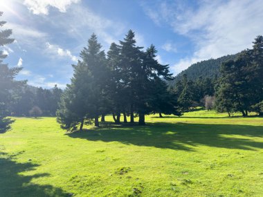 Orman köknar ağaçları arasında dağlarda, mavi bulutlu gökyüzü ve yeşil çimen tarlası, bahar mevsimi