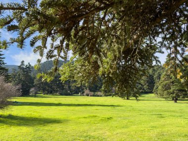 Orman köknar ağaçları arasında dağlarda, mavi bulutlu gökyüzü ve yeşil çimen tarlası, bahar mevsimi