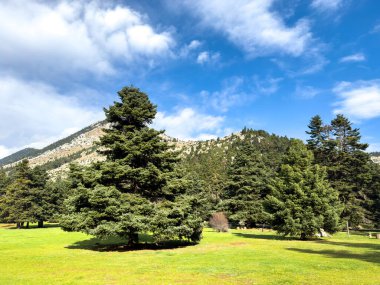Dağlardaki köknar ağaçları arasında orman, mavi bulutlu gökyüzü ve alp yeşili çayır, yaz mevsimi.