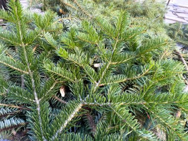 Firavun ağacı dalları üst üste yığılmış. Noel arkaplanı. Doğal ladin iğneleri..