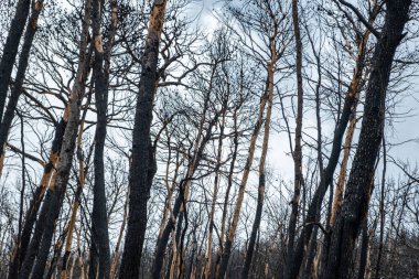 Yanmış ağaçlar, yanmış orman, orman üstüne orman. Felaket ve orman tahribatı