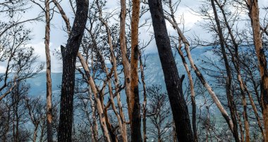 Yanmış ağaçlar, yanmış orman, orman üstüne orman. Felaket ve orman tahribatı