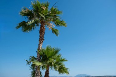 Palm trees against blue sky, sunny summer day, copy space clipart