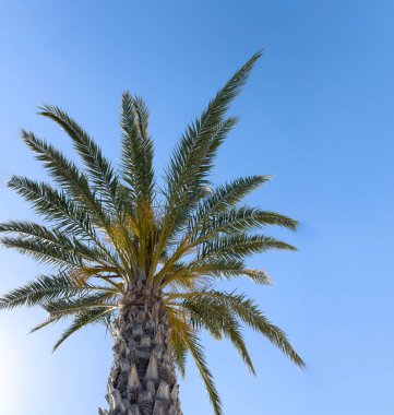 Mavi gökyüzüne karşı palmiye ağacı, göz önünde, güneşli yaz günü