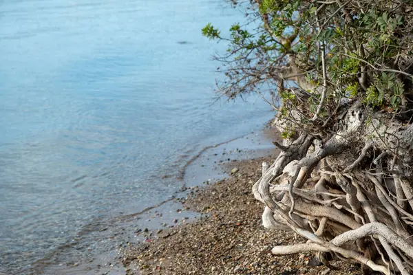 stock image Lentisk mastic shrub on a beach by the sea, Pistacia lentiscus foliage and roots closeup view. Greece nature