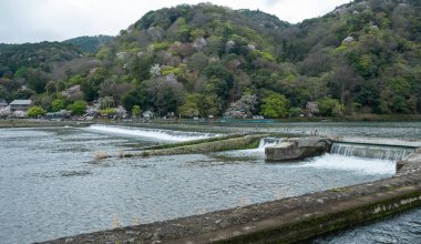 Uji Nehri, Kyoto. Japonya 'da bahar mevsiminde manzara. Nehir kıyısında çiçek açan kiraz ağaçları, 