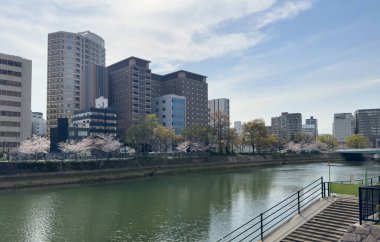 Baharda Motoyasu nehri, nehir kıyısında kiraz ağaçları. Hiroşima Barış Anıt Parkı