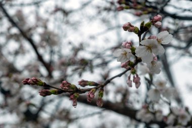 Kiraz çiçekleri ve tomurcukları yakın çekimde, kiraz ağaçları çiçek açıyor. Bahar mevsimi, Japonya 'da sakura ağacı çiçekleri