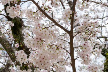 Kiraz çiçekleri, çiçek açan kiraz ağaçları yakın plan. Japonya 'da bahar, sakura ağacı çiçekleri