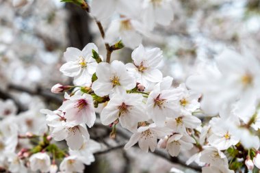 Kiraz çiçekleri, çiçek açan kiraz ağaçları yakın plan. Japonya 'da bahar, sakura ağacı çiçekleri