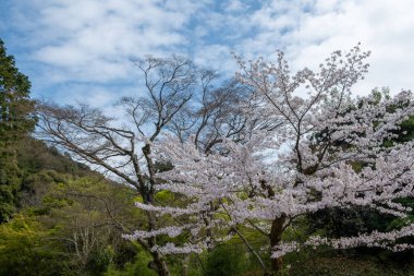 Japon bahçesinde çiçek açan kiraz ağacı, mavi bulutlu gökyüzü. Sakura ağacı çiçekleri, Japonya 'da ilkbahar günü