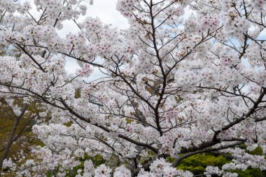 Kiraz çiçekleri, çiçek açan kiraz ağaçları yakın plan. Japonya 'da bahar, sakura ağacı çiçekleri