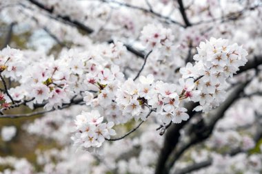 Kiraz çiçekleri, çiçek açan kiraz ağaçları yakın plan. Japonya 'da bahar, sakura ağacı çiçekleri