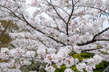 Kiraz çiçekleri, çiçek açan kiraz ağaçları yakın plan. Japonya 'da bahar, sakura ağacı çiçekleri