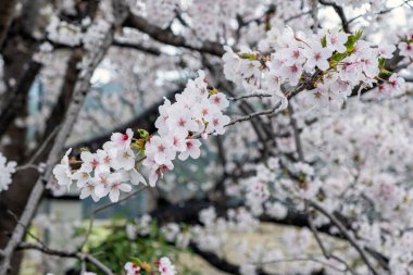 Kiraz çiçekleri, çiçek açan kiraz ağaçları yakın plan. Japonya 'da bahar, sakura ağacı çiçekleri