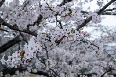 Kiraz çiçekleri, çiçek açan kiraz ağaçları yakın plan. Japonya 'da bahar, sakura ağacı çiçekleri