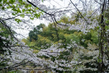 Japon bahçesinde çiçek açan kiraz ağacı, bulutlu gökyüzü. Sakura ağacı çiçekleri, Japonya 'da ilkbahar günü