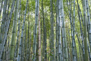 Bambu Ormanı, Arashiyama bambu korusu ya da Arashiyama, Kyoto, Japonya 'daki Sagano bambu ormanı.