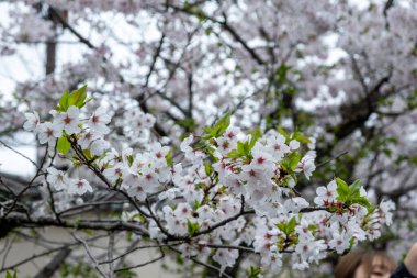 Kiraz çiçekleri ve yeşil yapraklar, çiçek açan kiraz ağacı yakın görüntüsü. Japonya 'da bahar, sakura ağacı çiçekleri