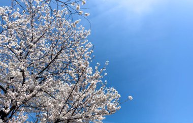 Kiraz çiçeği, mavi gökyüzü arka planında çiçek açan kiraz ağaçları, Sakura ağacı çiçekleri, Japonya 'da güneşli bir bahar günü.