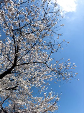 Kiraz çiçeği, mavi gökyüzü arka planında çiçek açan kiraz ağaçları, Sakura ağacı çiçekleri, Japonya 'da güneşli bir bahar günü.