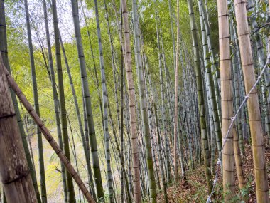 Bambu Ormanı, Arashiyama bambu korusu ya da Arashiyama, Kyoto, Japonya 'daki Sagano bambu ormanı.
