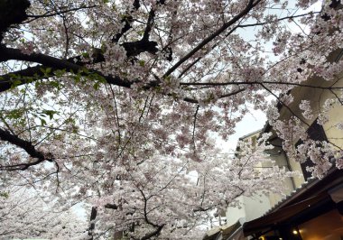Kiraz çiçekleri, Japon evlerinin bahçesinde çiçek açan kiraz ağaçları. Bahar mevsimi, Japonya 'da sakura ağacı çiçekleri